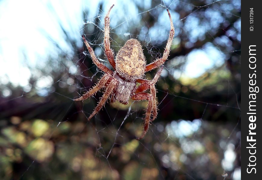 Spider On Web