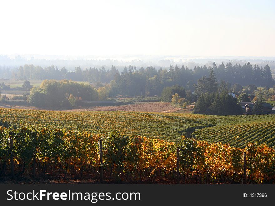 Foggy Vineyard in Autumn