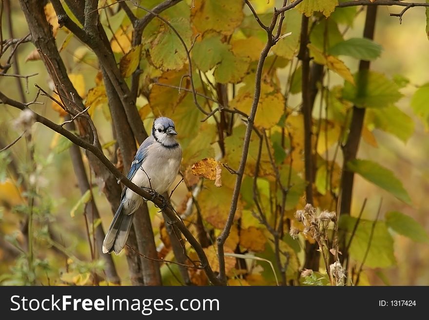 A bluejay on a branch with fall leaves