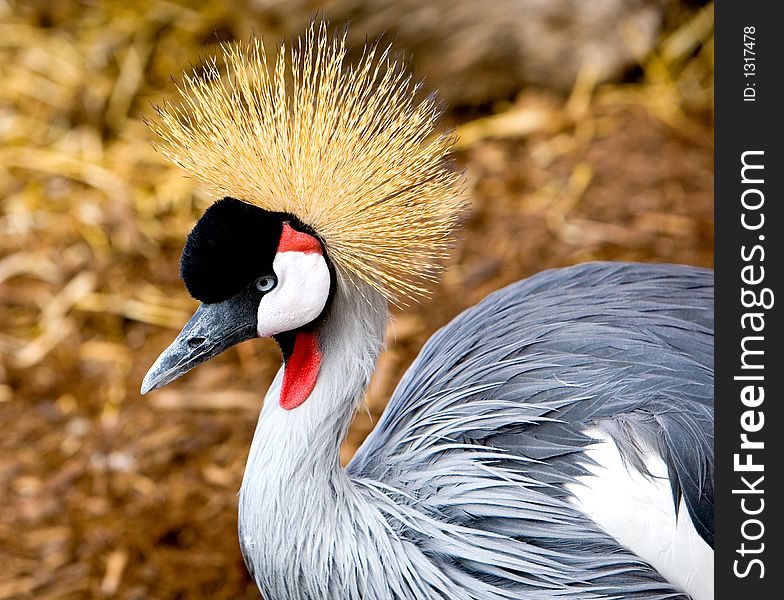 African crane in a captive setting. Very colorful and beautiful bird about two feet in height. African crane in a captive setting. Very colorful and beautiful bird about two feet in height.