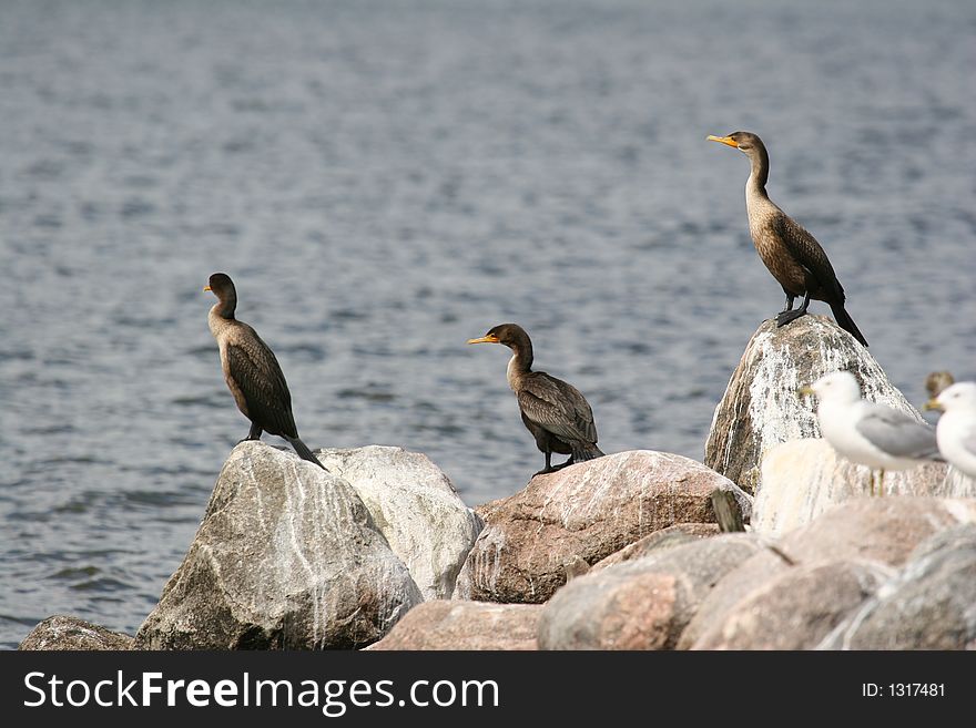 3 cormorants on some rocks by the sea