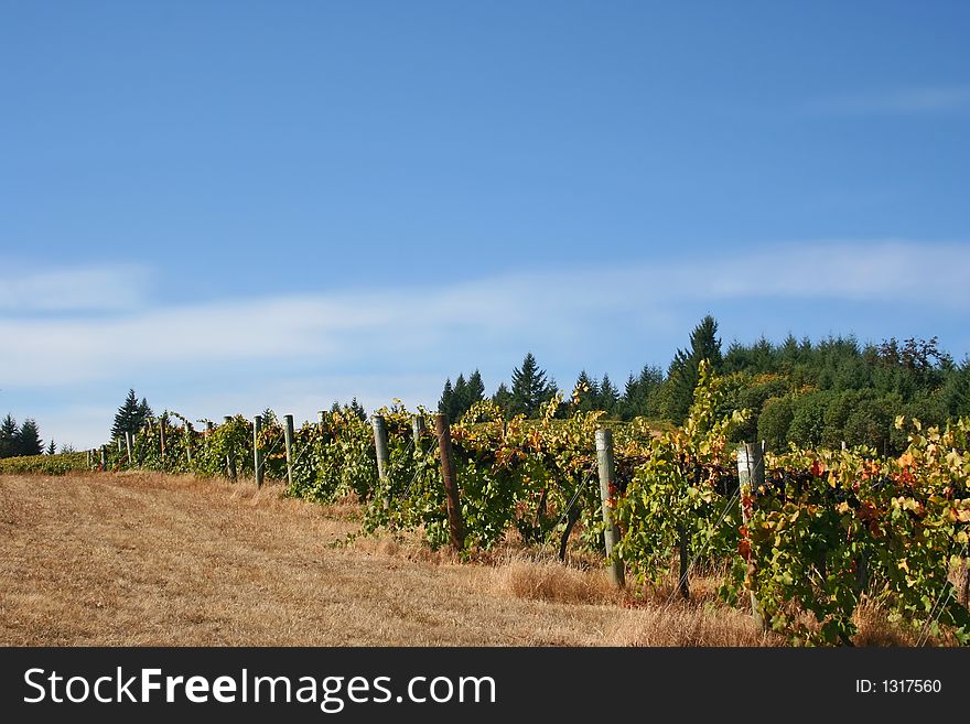 Vineyard changing color in autumn under a beautiful blue sky. Vineyard changing color in autumn under a beautiful blue sky