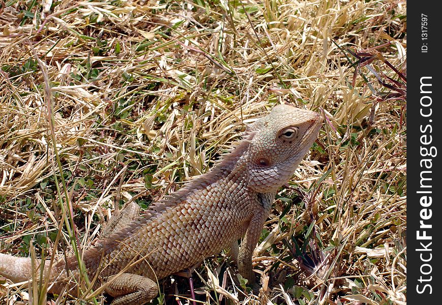 Big lizard in the grass