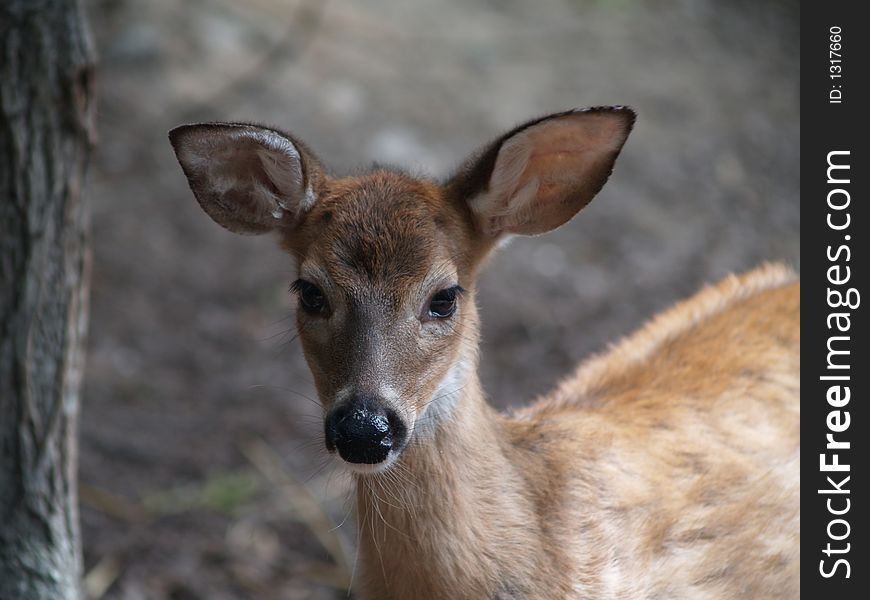 Close-up of Fawn looking into the camera