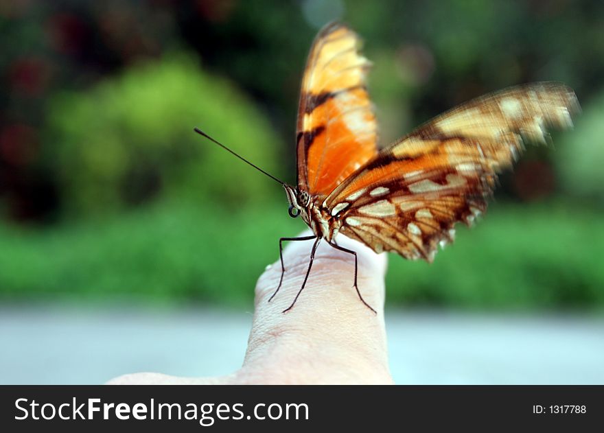 Butterfly taking off from a finger. Butterfly taking off from a finger