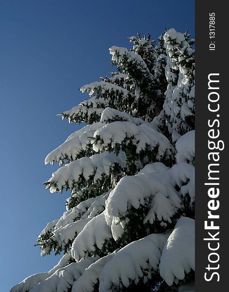Snow covered tree with sky. Snow covered tree with sky