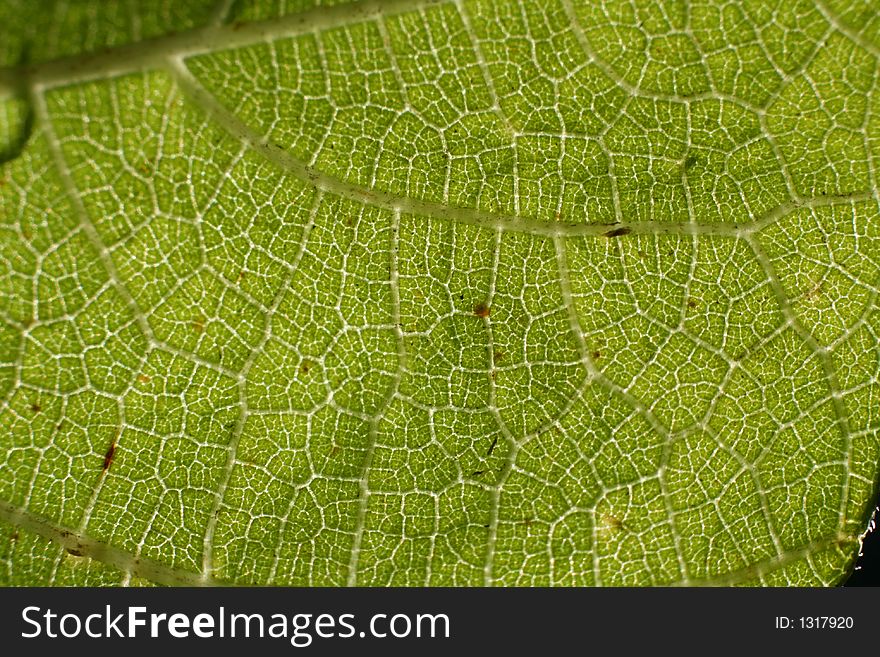Green leaf macro close up