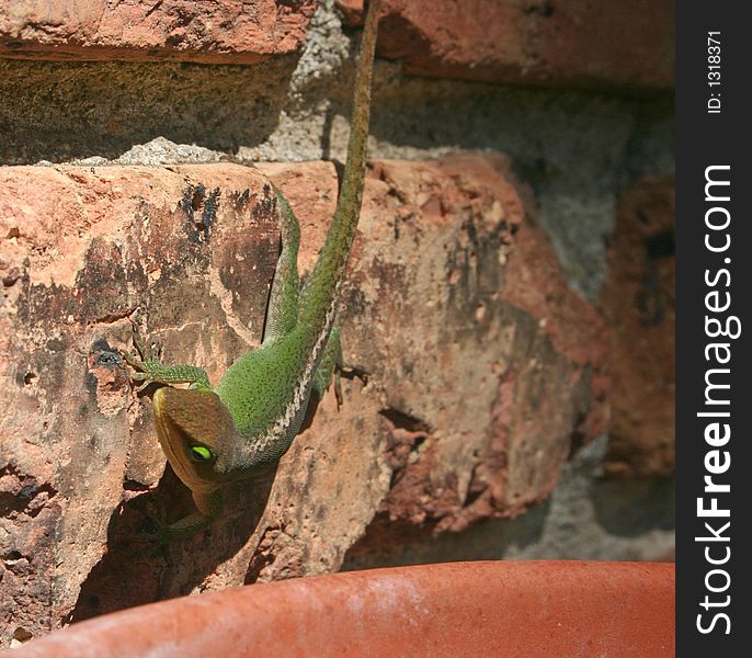 Close-up of anole lizard on brick. Close-up of anole lizard on brick