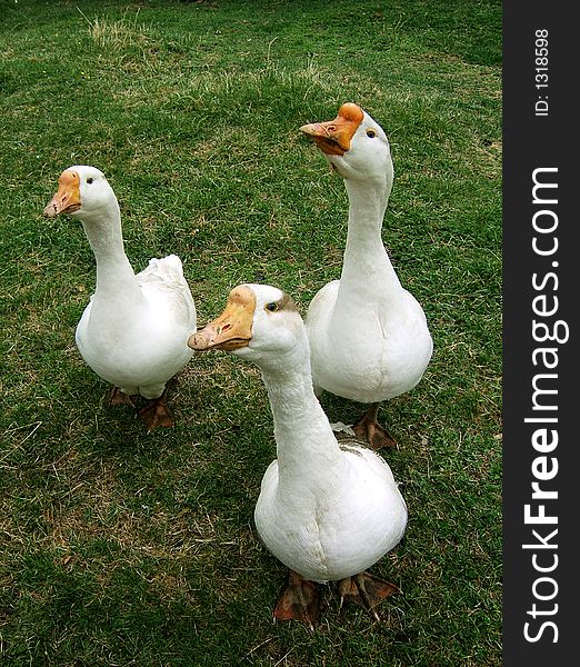 3 geese on a lawn. 3 geese on a lawn