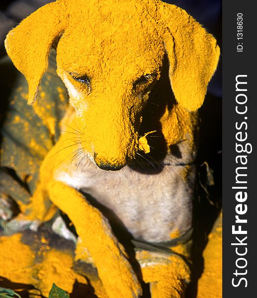 In India, dog consider as pet of Lord Khandoba another form of Lord Shiva. People devote turmeric to Lord Khandoba thatâ€™s why also devotes to dog. In India, dog consider as pet of Lord Khandoba another form of Lord Shiva. People devote turmeric to Lord Khandoba thatâ€™s why also devotes to dog.