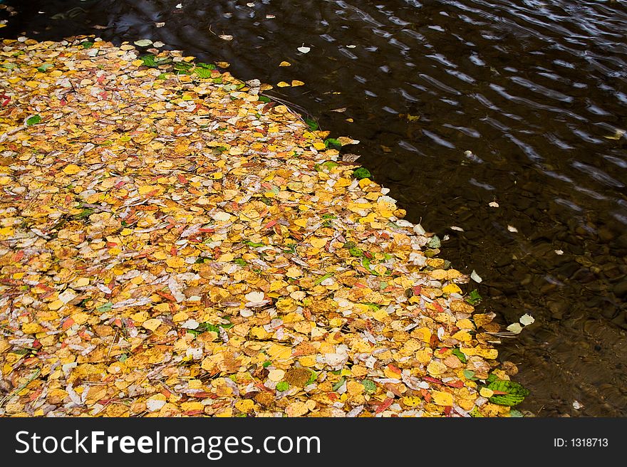Leaves which have fallen to water