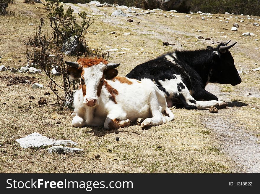 Two cows on the grassland in Peru. Two cows on the grassland in Peru