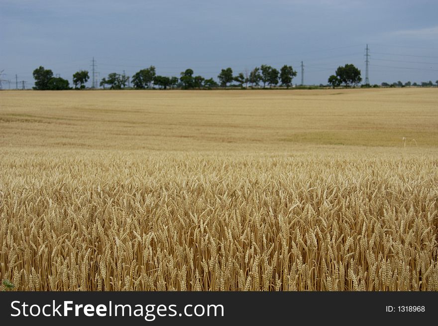 Landscape picture with grain field.