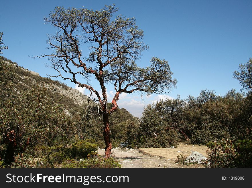 Tree and bushes in the Cordilleras mountain. Tree and bushes in the Cordilleras mountain