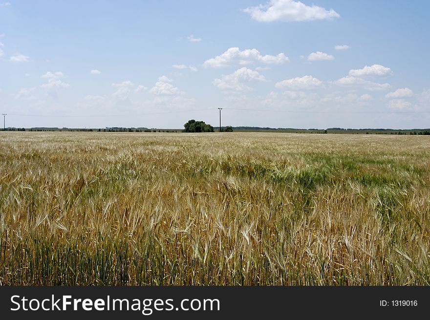 Landscape picture with grain field.