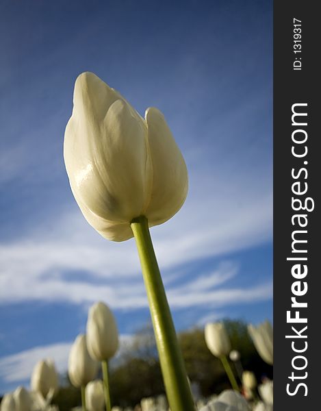 Closeup view of a white tulip against a blue sky background. Closeup view of a white tulip against a blue sky background