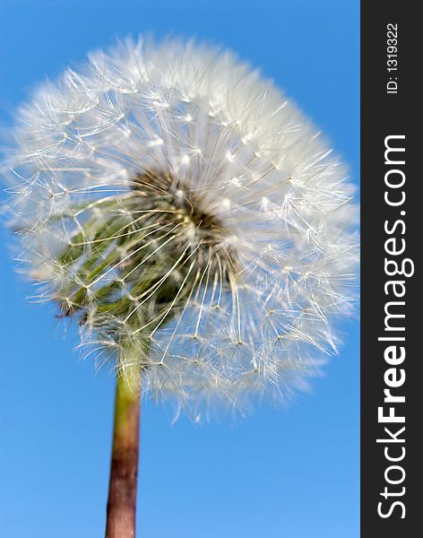 Dandelion on a background of the sky