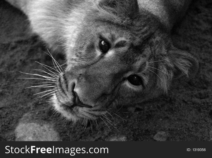 Lion black and white portrait.