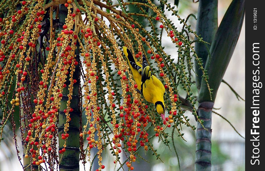 Yellow sunbird eating fruits with colorful setting. Yellow sunbird eating fruits with colorful setting