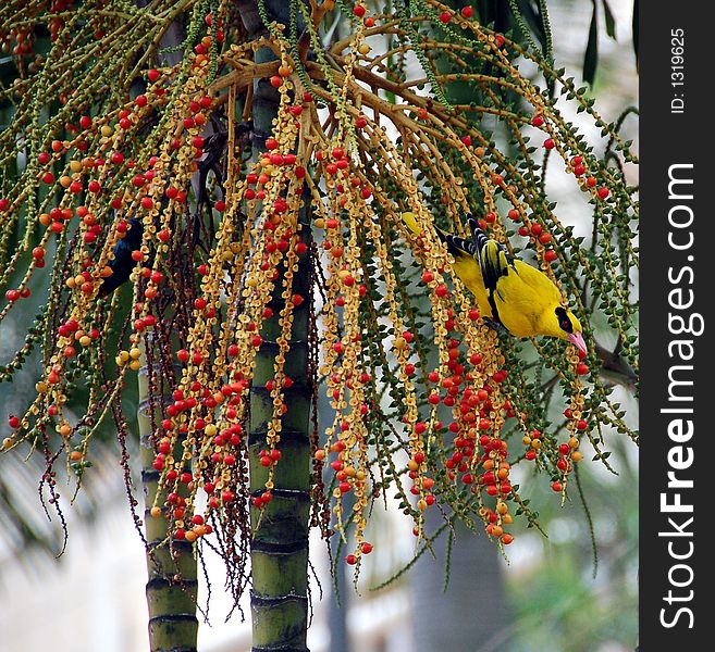 Yellow sunbird eating fruits with colorful setting. Yellow sunbird eating fruits with colorful setting