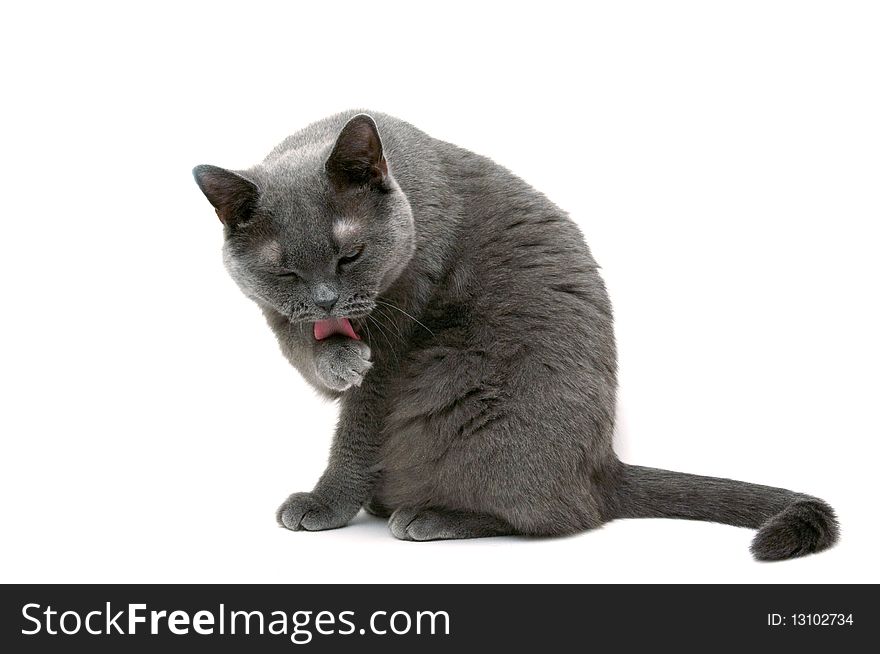 Grey thoroughbred cat on white background. Grey thoroughbred cat on white background