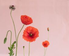 Beautiful Red Poppies With Buds And Leaves On Pink Background Royalty Free Stock Photography
