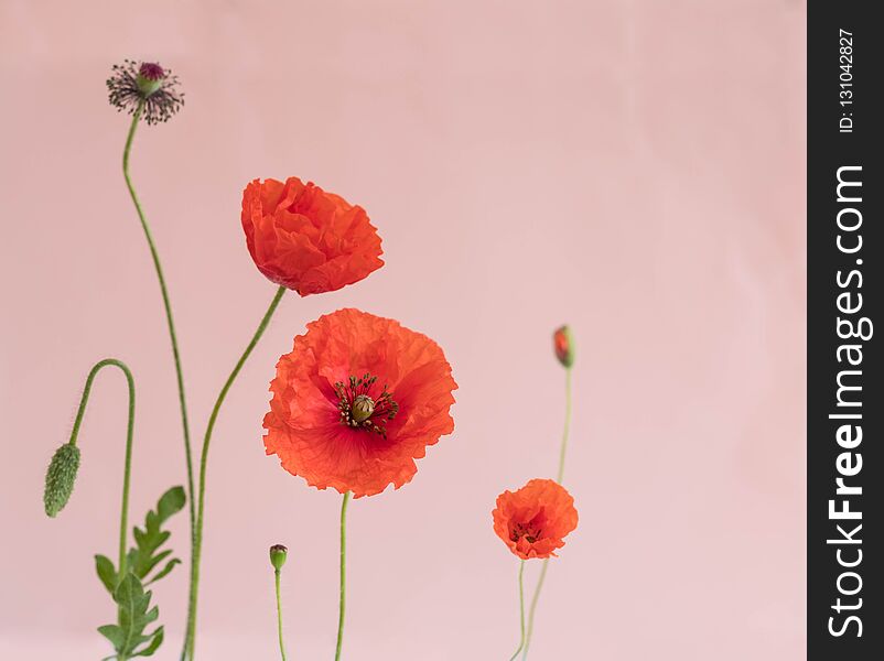 Beautiful red poppies with buds and leaves on pink background