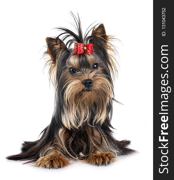 Young yorkshire terrier in front of white background