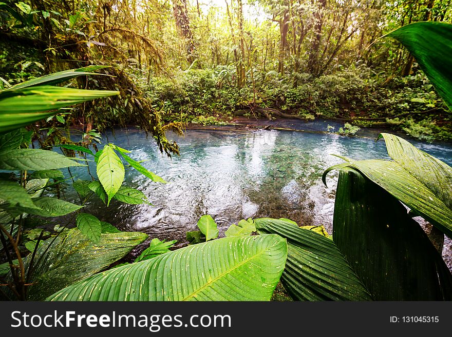 Beautiful stream water flowing down in rain forest. Costa Rica, Central America. Beautiful stream water flowing down in rain forest. Costa Rica, Central America
