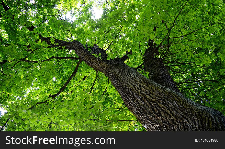 Tree, Green, Vegetation, Branch