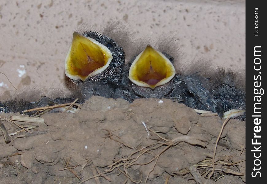 Bird, Fauna, Beak, Bird Nest