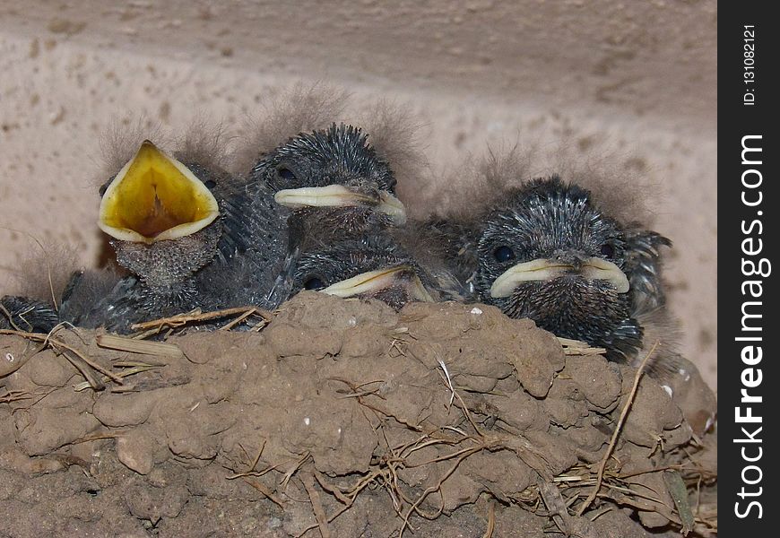 Fauna, Bird, Beak, Bird Nest