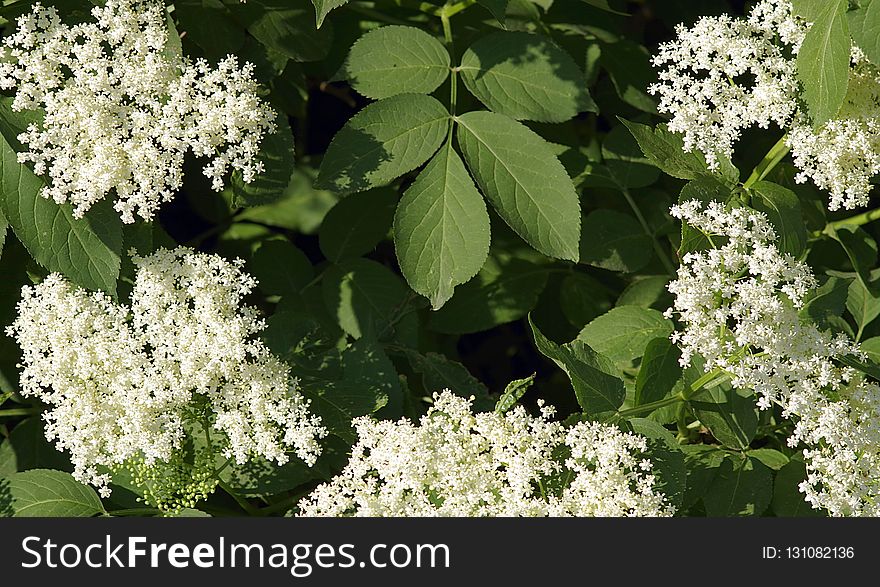 Plant, Nannyberry, Viburnum, Cow Parsley