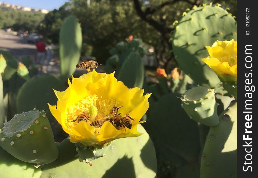 Plant, Flowering Plant, Yellow, Eastern Prickly Pear