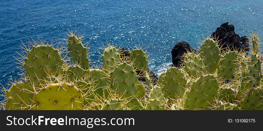 Vegetation, Plant, Cactus, Sky