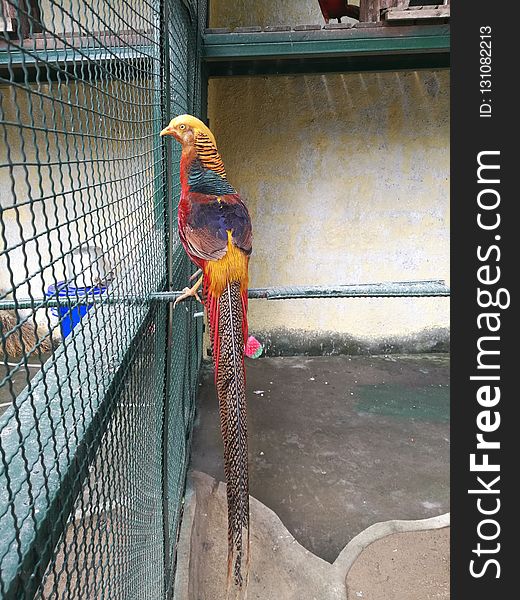 Vertebrate, Macaw, Bird, Fauna