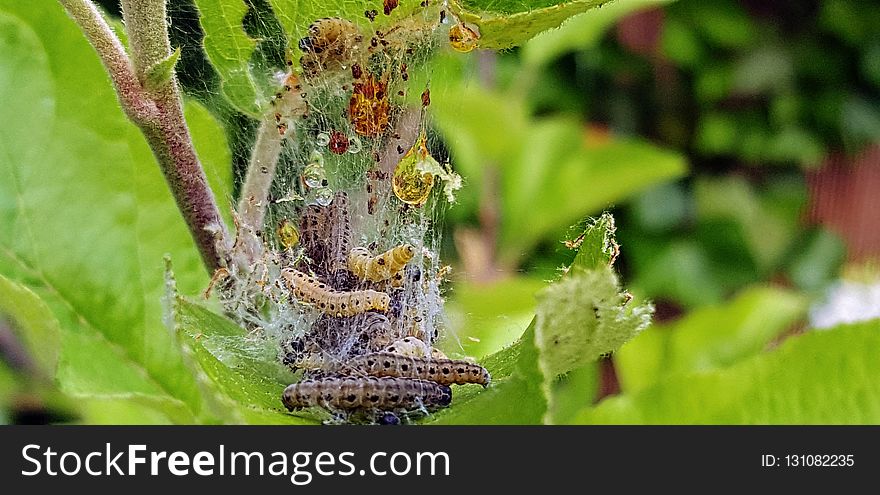 Insect, Larva, Caterpillar, Invertebrate