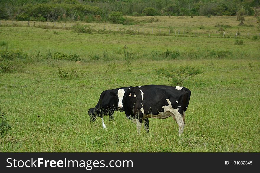 Grassland, Pasture, Cattle Like Mammal, Grazing