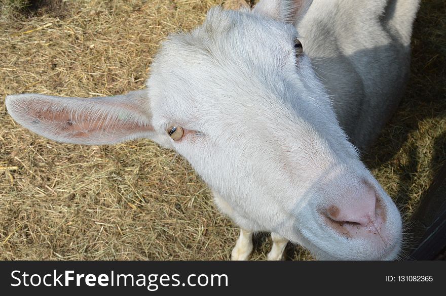Goats, Goat, Fauna, Cow Goat Family