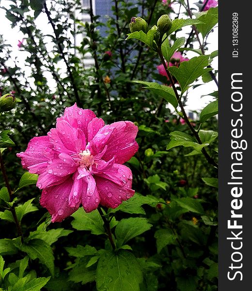 Flower, Plant, Flowering Plant, Flora