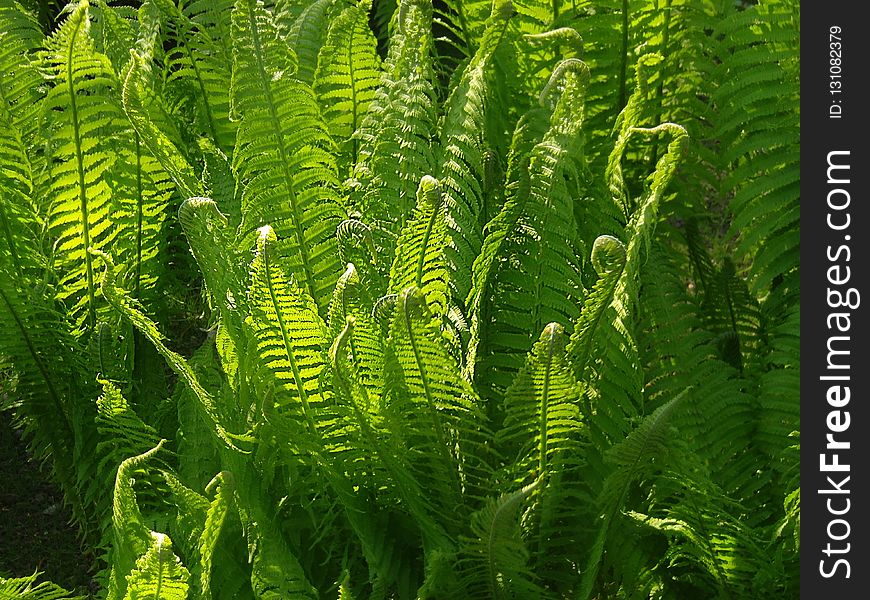 Ostrich Fern, Plant, Vegetation, Ferns And Horsetails
