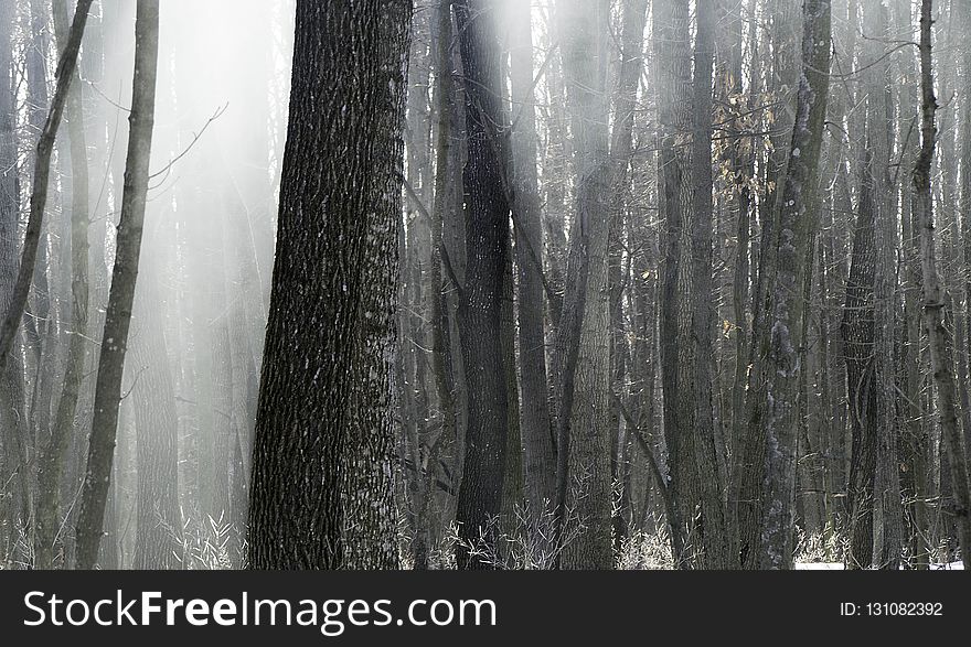 Tree, Freezing, Winter, Snow