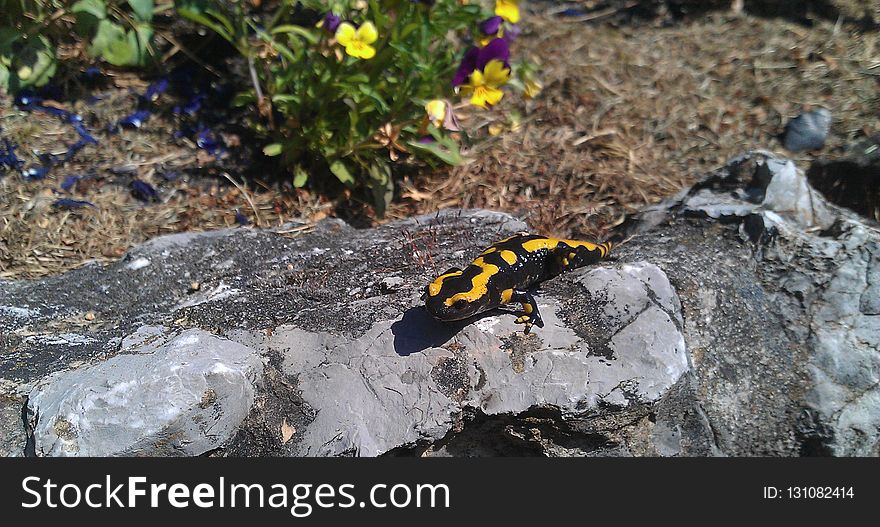 Salamandra, European Fire Salamander, Salamandridae, Organism