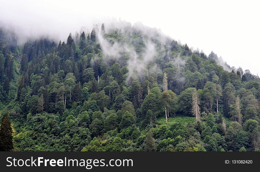 Vegetation, Nature, Tropical And Subtropical Coniferous Forests, Ecosystem