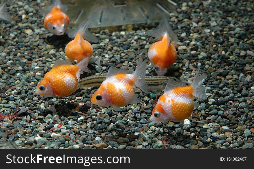 Fauna, Goldfish, Marine Biology, Fish
