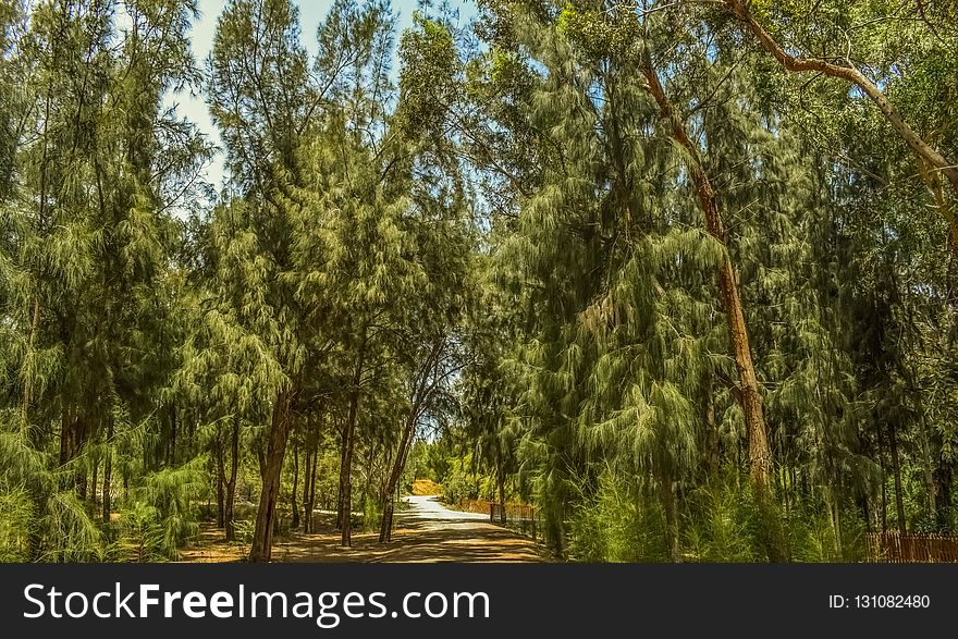 Tree, Vegetation, Ecosystem, Path