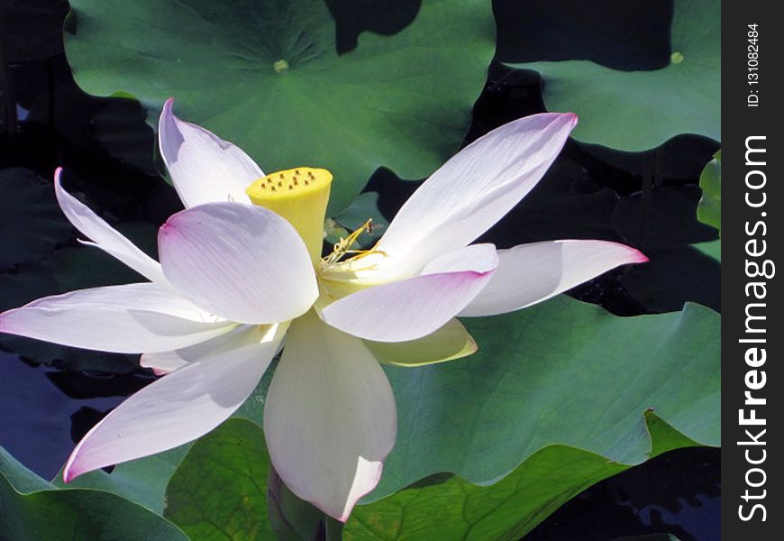 Flower, Plant, Sacred Lotus, Lotus