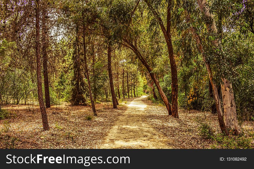 Path, Woodland, Ecosystem, Vegetation