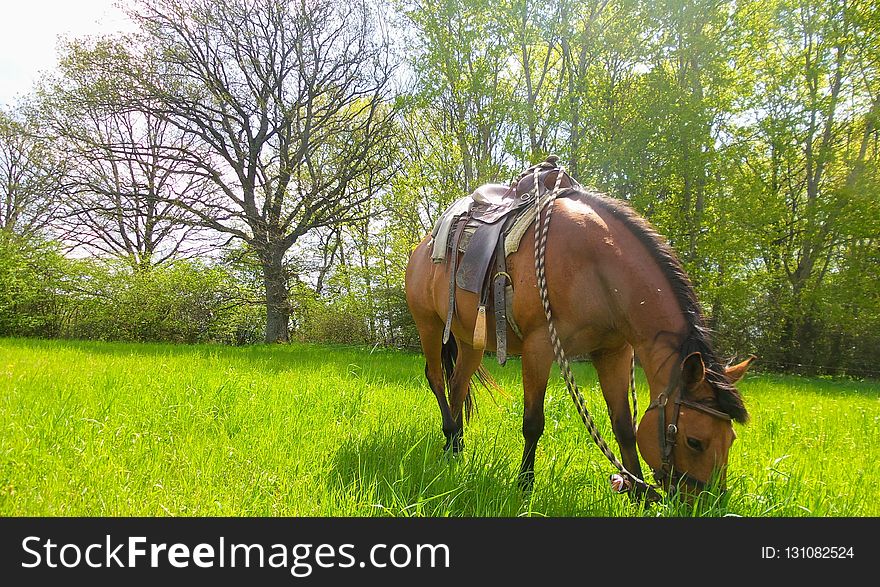 Grassland, Pasture, Horse, Bridle