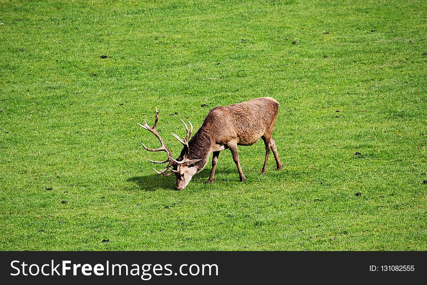 Wildlife, Deer, Grassland, Fauna